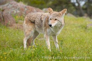 Coyote, Sierra Nevada foothills, Mariposa, California, Canis latrans