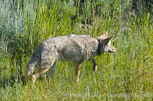 Coyote, Lamar Valley.  This coyote bears not only a radio tracking collar, so researchers can follow its daily movements, but also a small green tag on its left ear, Canis latrans, Yellowstone National Park, Wyoming