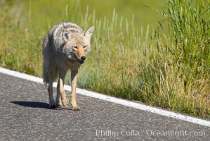 Coyote, Lamar Valley.  This coyote bears not only a radio tracking collar, so researchers can follow its daily movements, but also a small green tag on its left ear, Canis latrans, Yellowstone National Park, Wyoming