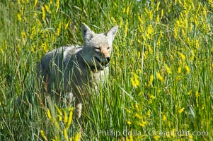 Coyote, Lamar Valley.  This coyote bears not only a radio tracking collar, so researchers can follow its daily movements, but also a small green tag on its left ear, Canis latrans, Yellowstone National Park, Wyoming