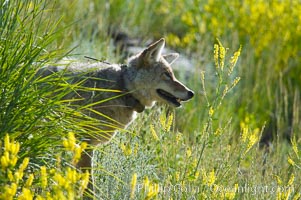 Coyote, Lamar Valley.  This coyote bears not only a radio tracking collar, so researchers can follow its daily movements, but also a small green tag on its left ear, Canis latrans, Yellowstone National Park, Wyoming