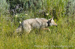 Coyote, Lamar Valley.  This coyote bears not only a radio tracking collar, so researchers can follow its daily movements, but also a small green tag on its left ear, Canis latrans, Yellowstone National Park, Wyoming