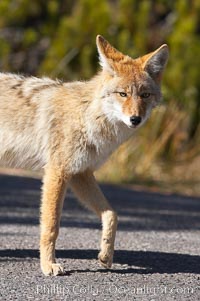 Coyote, Canis latrans, Yellowstone National Park, Wyoming