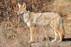 Coyote, Canis latrans, Yellowstone National Park, Wyoming