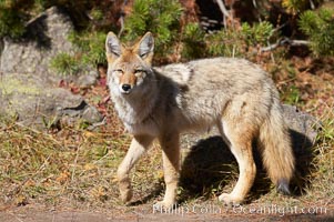 Coyote, Canis latrans, Yellowstone National Park, Wyoming