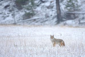 Coyote in snow covered field along the Madison River.