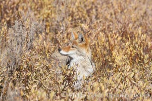 Coyote moves through low-lying bushes and sage, Canis latrans, Yellowstone National Park, Wyoming