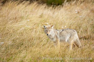 A coyote hunts for voles in tall grass, autumn, Canis latrans, Yellowstone National Park, Wyoming