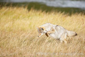 A coyote hunts for voles in tall grass, autumn, Canis latrans, Yellowstone National Park, Wyoming