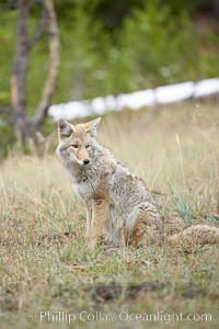 Coyote, Canis latrans, Yellowstone National Park, Wyoming