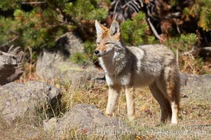 Coyote, Canis latrans, Yellowstone National Park, Wyoming