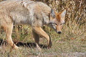 Coyote, Canis latrans, Yellowstone National Park, Wyoming