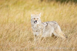 A coyote eats a vole that it has just captured in tall grass, autumn, Canis latrans, Yellowstone National Park, Wyoming