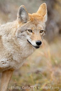 Coyote, Canis latrans, Yellowstone National Park, Wyoming