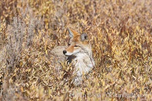 Coyote moves through low-lying bushes and sage, Canis latrans, Yellowstone National Park, Wyoming