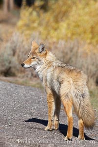 Coyote moves through low-lying bushes and sage, Canis latrans, Yellowstone National Park, Wyoming