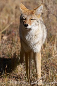 Coyote moves through low-lying bushes and sage, Canis latrans, Yellowstone National Park, Wyoming