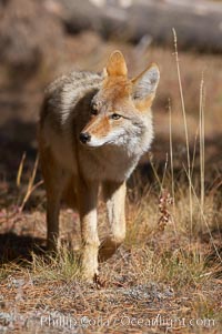 Coyote moves through low-lying bushes and sage, Canis latrans, Yellowstone National Park, Wyoming