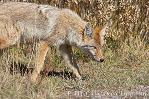 Coyote moves through low-lying bushes and sage, Canis latrans, Yellowstone National Park, Wyoming