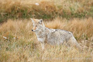 A coyote hunts for voles in tall grass, autumn, Canis latrans, Yellowstone National Park, Wyoming