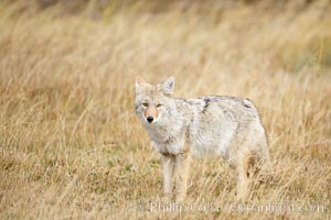 A coyote hunts for voles in tall grass, autumn, Canis latrans, Yellowstone National Park, Wyoming