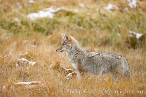 A coyote hunts for voles in tall grass, autumn, Canis latrans, Yellowstone National Park, Wyoming