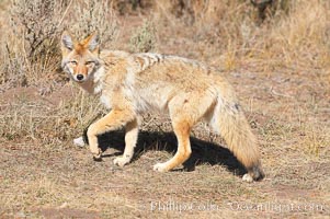 Coyote, Canis latrans, Yellowstone National Park, Wyoming