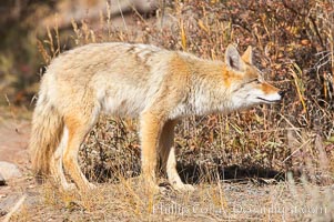 Coyote moves through low-lying bushes and sage, Canis latrans, Yellowstone National Park, Wyoming