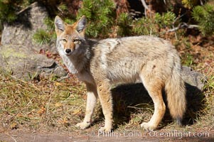 Coyote, Canis latrans, Yellowstone National Park, Wyoming