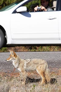 Coyote, Canis latrans, Yellowstone National Park, Wyoming