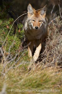 Coyote moves through low-lying bushes and sage, Canis latrans, Yellowstone National Park, Wyoming