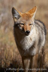 Coyote, Canis latrans, Yellowstone National Park, Wyoming