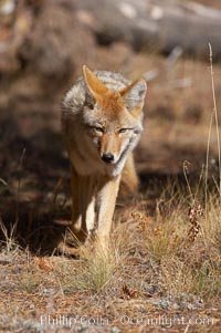 Coyote moves through low-lying bushes and sage, Canis latrans, Yellowstone National Park, Wyoming