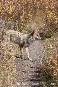 Coyote moves through low-lying bushes and sage, Canis latrans, Yellowstone National Park, Wyoming