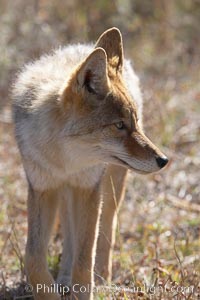 Coyote, Canis latrans, Yellowstone National Park, Wyoming