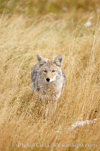 A coyote hunts for voles in tall grass, autumn, Canis latrans, Yellowstone National Park, Wyoming