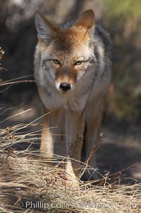 Coyote, Canis latrans, Yellowstone National Park, Wyoming