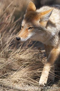 Coyote, Canis latrans, Yellowstone National Park, Wyoming