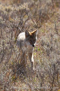 Coyote moves through low-lying bushes and sage, Canis latrans, Yellowstone National Park, Wyoming