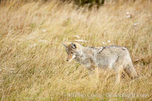 A coyote hunts for voles in tall grass, autumn, Canis latrans, Yellowstone National Park, Wyoming