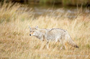 A coyote hunts for voles in tall grass, autumn, Canis latrans, Yellowstone National Park, Wyoming