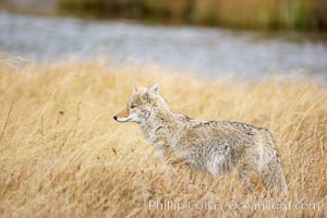 A coyote hunts for voles in tall grass, autumn, Canis latrans, Yellowstone National Park, Wyoming