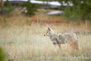 A coyote hunts for voles in tall grass, autumn, Canis latrans, Yellowstone National Park, Wyoming