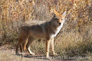 Coyote moves through low-lying bushes and sage, Canis latrans, Yellowstone National Park, Wyoming