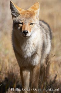 Coyote, Canis latrans, Yellowstone National Park, Wyoming