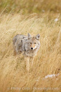 Image 19677, A coyote hunts for voles in tall grass, autumn. Yellowstone National Park, Wyoming, USA, Canis latrans, Phillip Colla, all rights reserved worldwide. Keywords: animal, animalia, autumn, canidae, caniformia, canis, canis latrans, carnivora, carnivore, chordata, coyote, fall, latrans, mammal, national parks, usa, vertebrata, vertebrate, world heritage sites, wyoming, yellowstone, yellowstone national park.