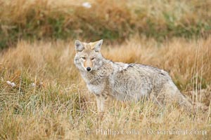 A coyote hunts for voles in tall grass, autumn, Canis latrans, Yellowstone National Park, Wyoming