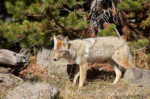 Coyote, Canis latrans, Yellowstone National Park, Wyoming