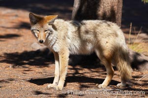 Coyote, Canis latrans, Yellowstone National Park, Wyoming