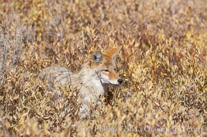 Coyote, Canis latrans, Yellowstone National Park, Wyoming